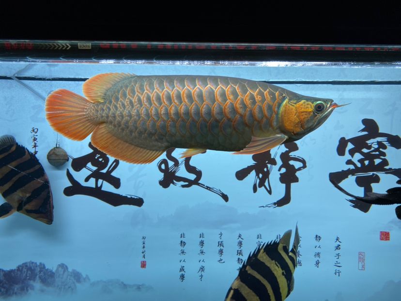 2019.12.8 觀賞魚論壇 第3張