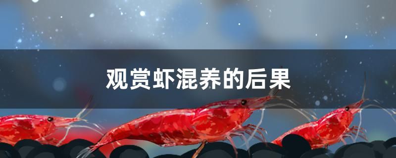 觀賞蝦混養(yǎng)的后果是什么 黃金河虎魚