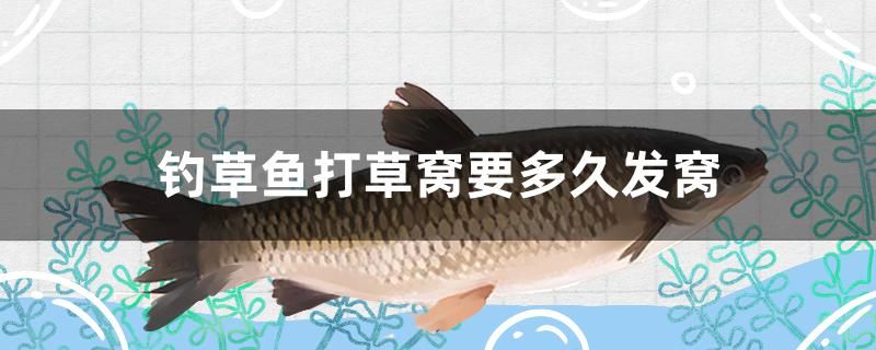 釣草魚(yú)打草窩要多久發(fā)窩 銀龍魚(yú)苗