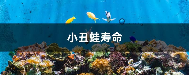 小丑蛙壽命 非洲金鼓魚