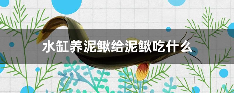 水缸養(yǎng)泥鰍給泥鰍吃什么