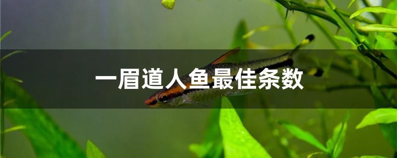 一眉道人魚最佳條數(shù)