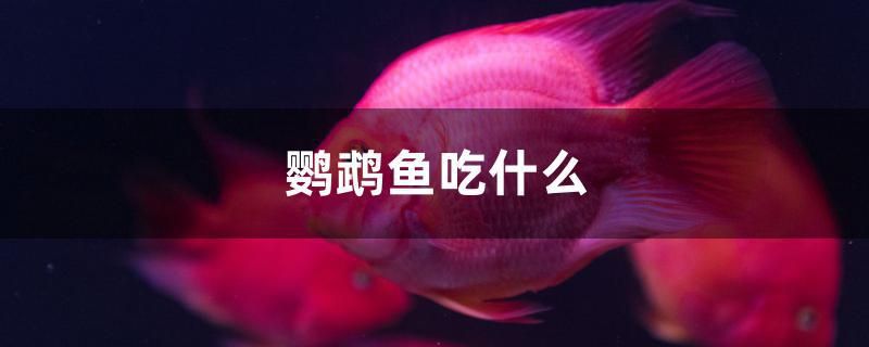 鸚鵡魚吃什么 虎魚魚苗