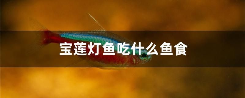 寶蓮燈魚吃什么魚食 馬來西亞燕窩