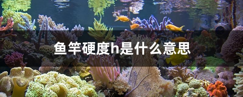 魚竿硬度h是什么意思