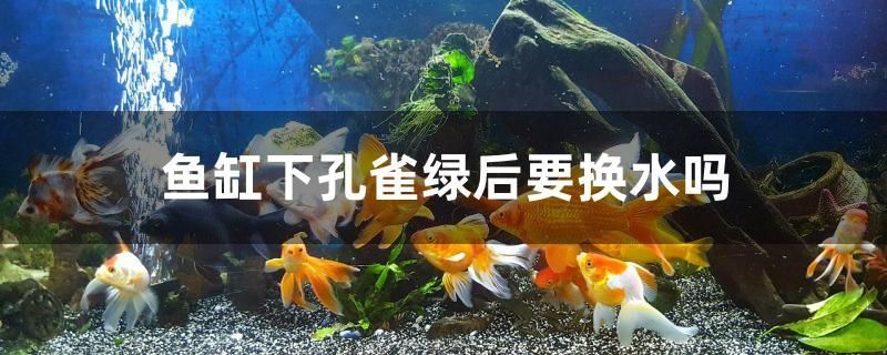 魚缸下孔雀綠后要換水嗎