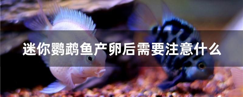 迷你鸚鵡魚產(chǎn)卵后需要注意什么 彩鰈魚缸（彩蝶魚缸）