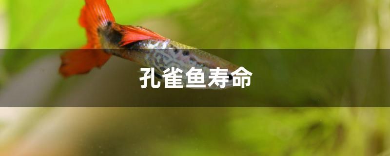 孔雀魚壽命多久