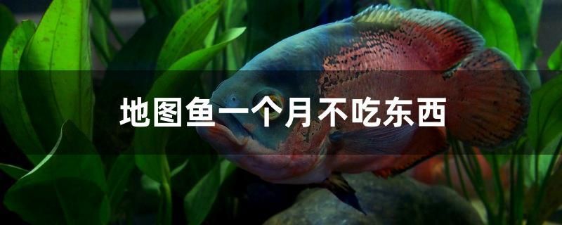 地圖魚一個月不吃東西 白子銀龍魚苗