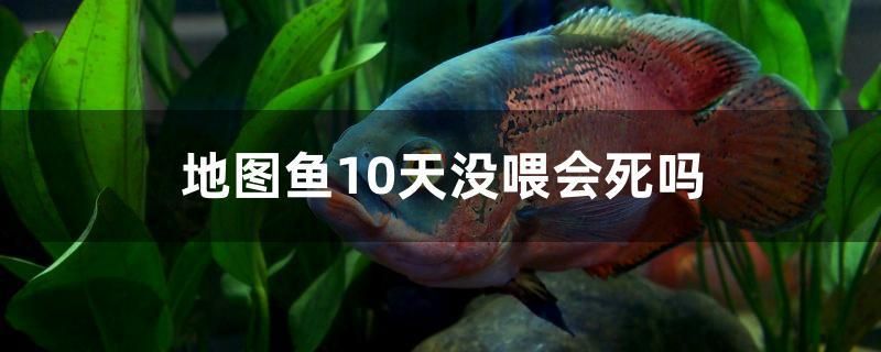 地圖魚10天沒喂會死嗎