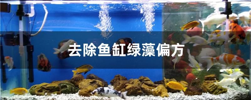 有什么去除魚缸綠藻偏方 蘇虎