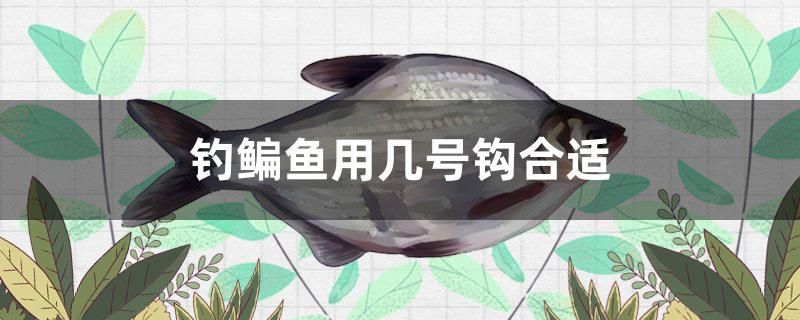 釣鳊魚用幾號鉤合適 金三間魚