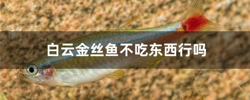 白云金絲魚不吃東西行嗎 非洲金鼓魚