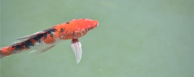 魚食沒了喂什么代替魚飼料有哪些