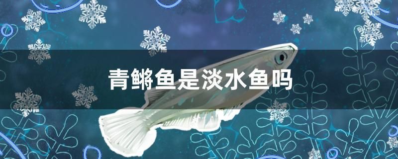 青鳉魚是淡水魚嗎