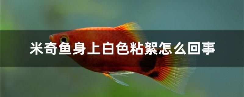 米奇魚身上白色粘絮怎么回事 黃金河虎魚