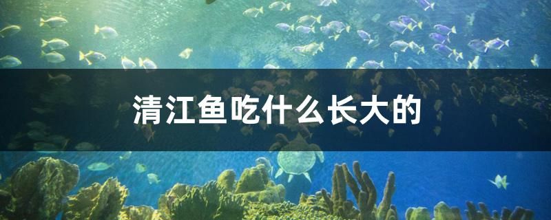 清江魚吃什么長(zhǎng)大的