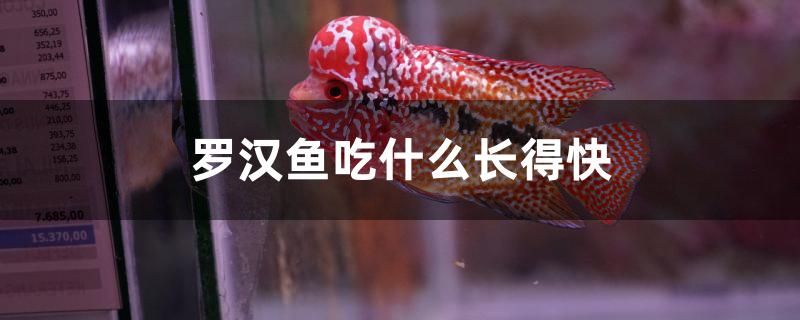 羅漢魚(yú)吃什么長(zhǎng)得快