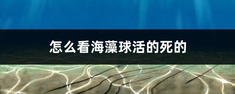 怎么看海藻球活的死的 錦鯉池魚池建設(shè)