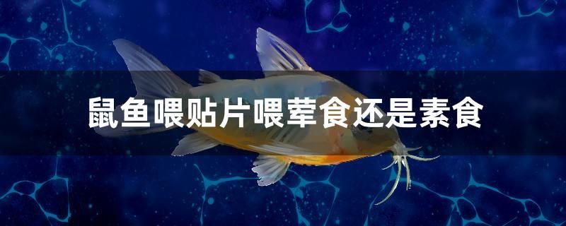 鼠魚(yú)喂貼片喂葷食還是素食