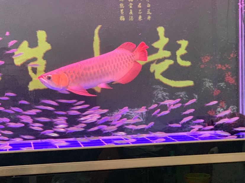 清洗魚缸的魚怎么處理 清洗魚缸的魚怎么處理干凈 定時器/自控系統(tǒng) 第2張