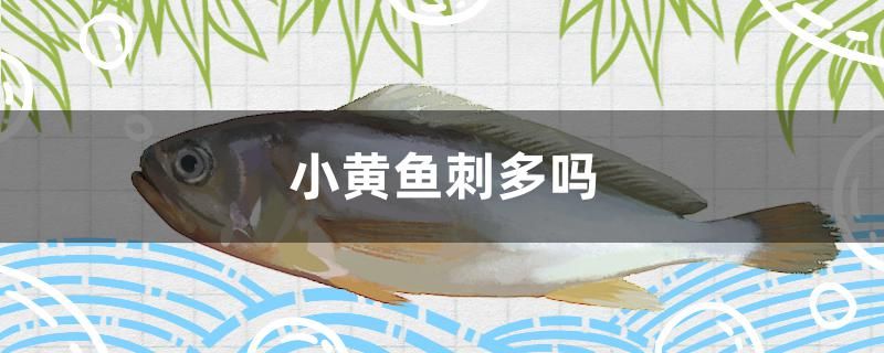 小黃魚刺多嗎