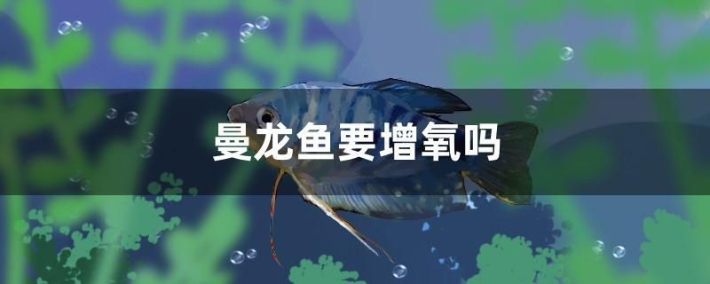 曼龍魚要增氧嗎 熱帶魚魚苗批發(fā)