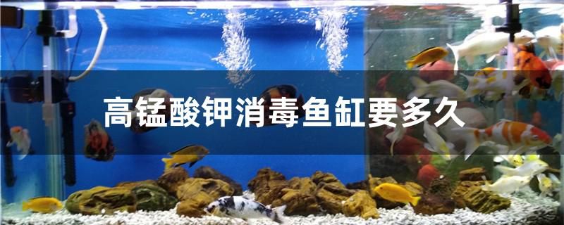 高錳酸鉀消毒魚缸要多久