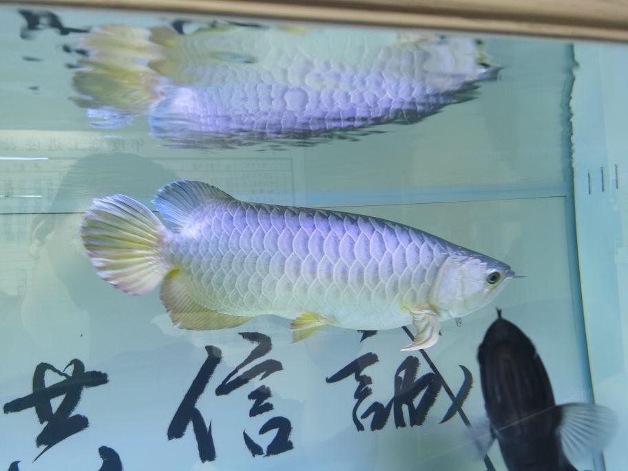 關(guān)于一個魚友的自我修養(yǎng) 觀賞魚論壇 第4張