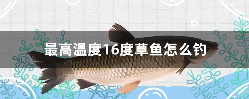 綏化水族批發(fā)市場在哪（綏化批發(fā)魚的電話） 三間鼠魚苗