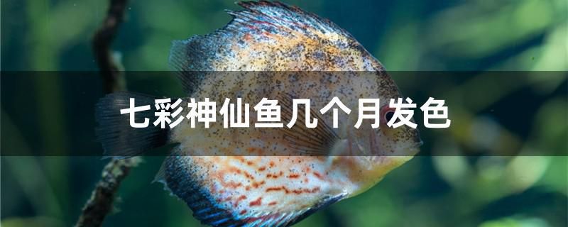 七彩神仙魚幾個(gè)月發(fā)色 印尼紅龍魚