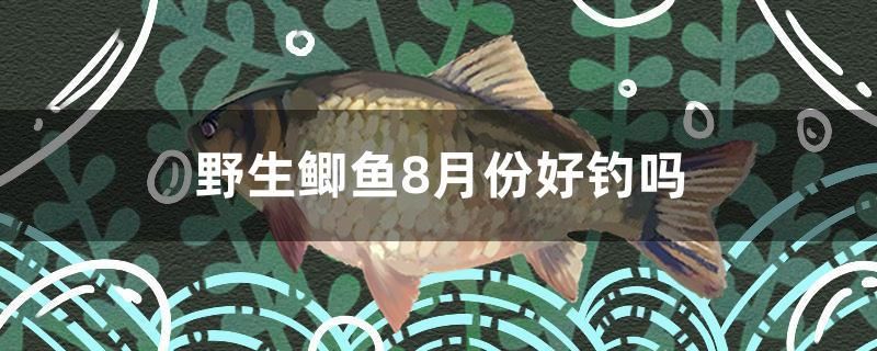 野生鯽魚8月份好釣嗎