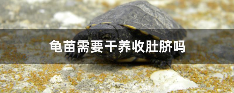 龜苗需要干養(yǎng)收肚臍嗎 其他益生菌