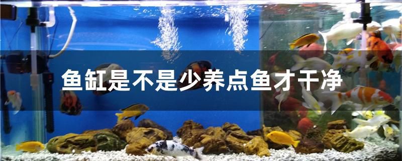 魚缸是不是少養(yǎng)點魚才干凈 魚缸水質(zhì)穩(wěn)定劑