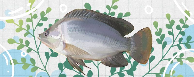 羅非魚和鯽魚一樣嗎有什么區(qū)別 委內(nèi)瑞拉奧里諾三間魚