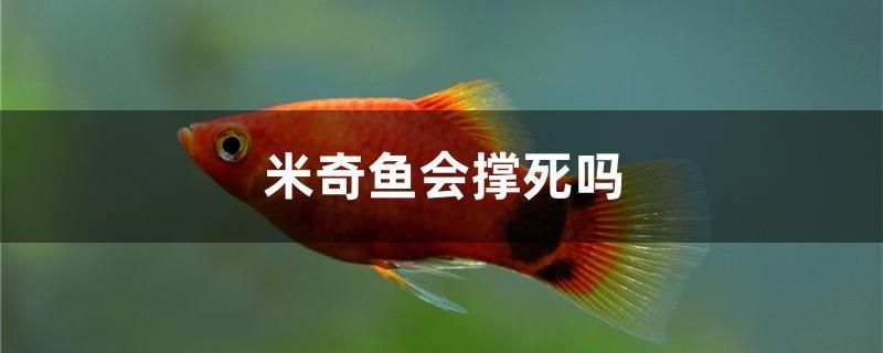 米奇魚會(huì)撐死嗎 大日玉鯖魚