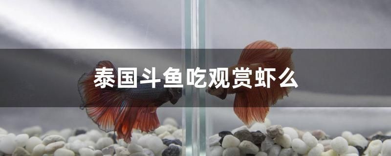 泰國斗魚吃觀賞蝦么 水族品牌