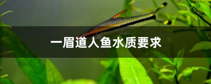 一眉道人魚水質(zhì)要求 銀龍魚百科