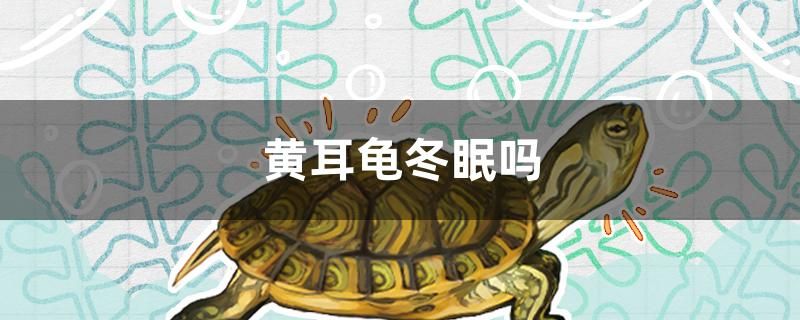 黃耳龜冬眠嗎 觀賞魚(yú)魚(yú)苗