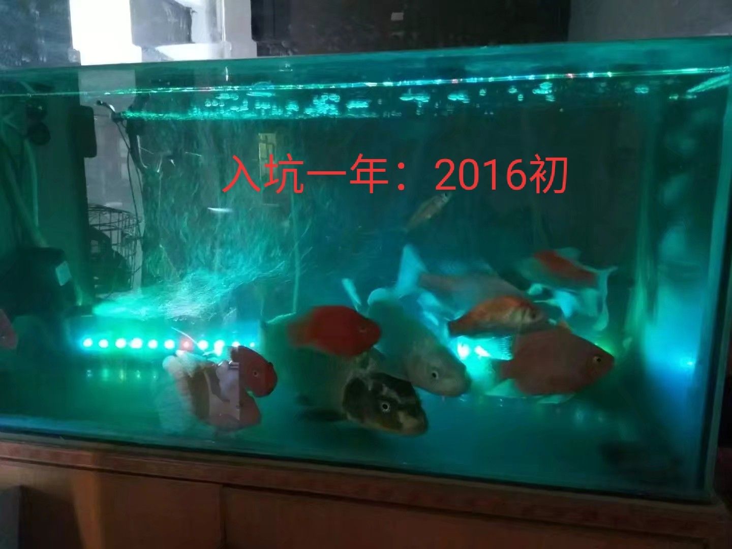 入坑成長(zhǎng)記錄 觀賞魚(yú)論壇 第5張