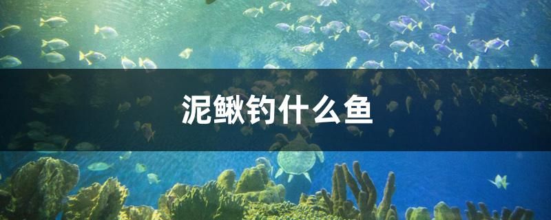 泥鰍釣什么魚 龍魚專用燈