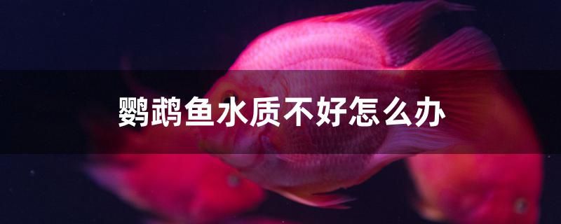 鸚鵡魚水質(zhì)不好怎么辦