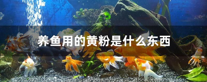 養(yǎng)魚用的黃粉是什么東西