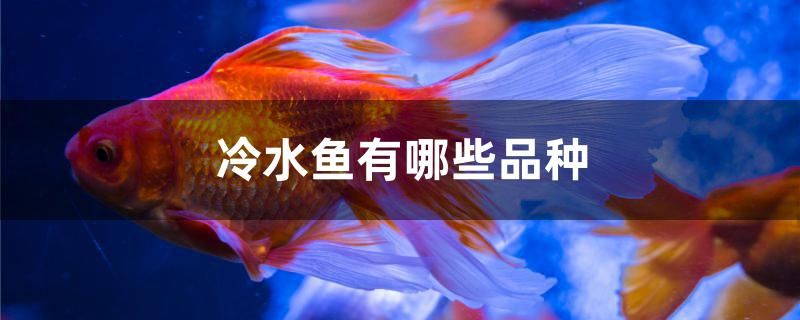 冷水魚(yú)有哪些品種