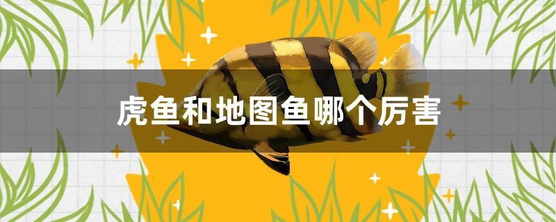 虎魚和地圖魚哪個厲害