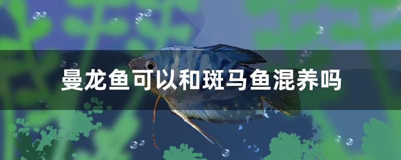 曼龍魚(yú)可以和斑馬魚(yú)混養(yǎng)嗎 二氧化碳設(shè)備