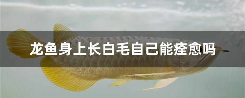 龍魚身上長白毛自己能痊愈嗎