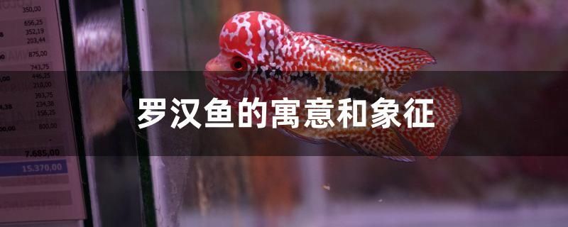 羅漢魚(yú)的寓意和象征 其他品牌魚(yú)缸