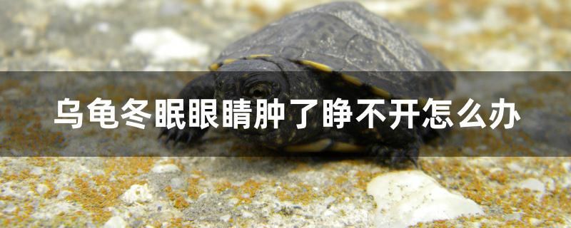 烏龜冬眠眼睛腫了睜不開怎么辦 全國觀賞魚市場