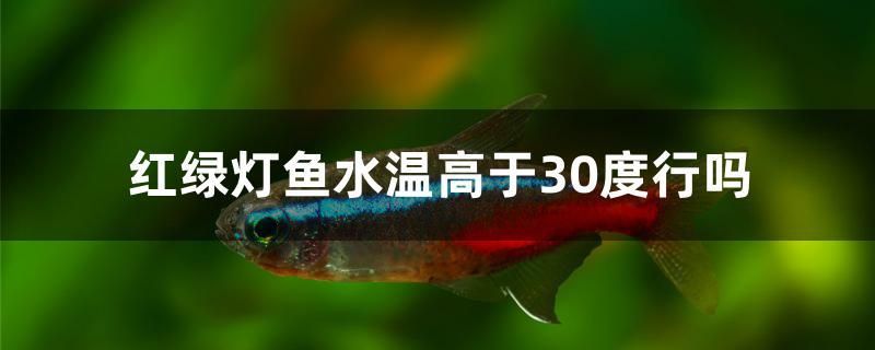 紅綠燈魚水溫高于30度行嗎